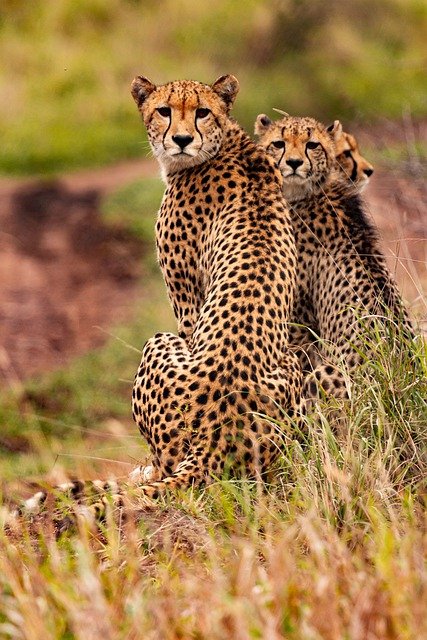 cheetahs-g7a639e67a_640