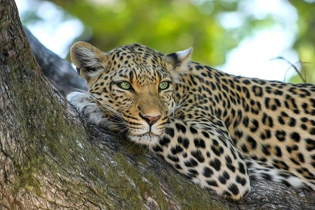 leopard-g8b262680b_640